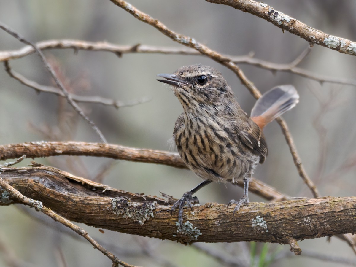 Shy Heathwren - ML636509422