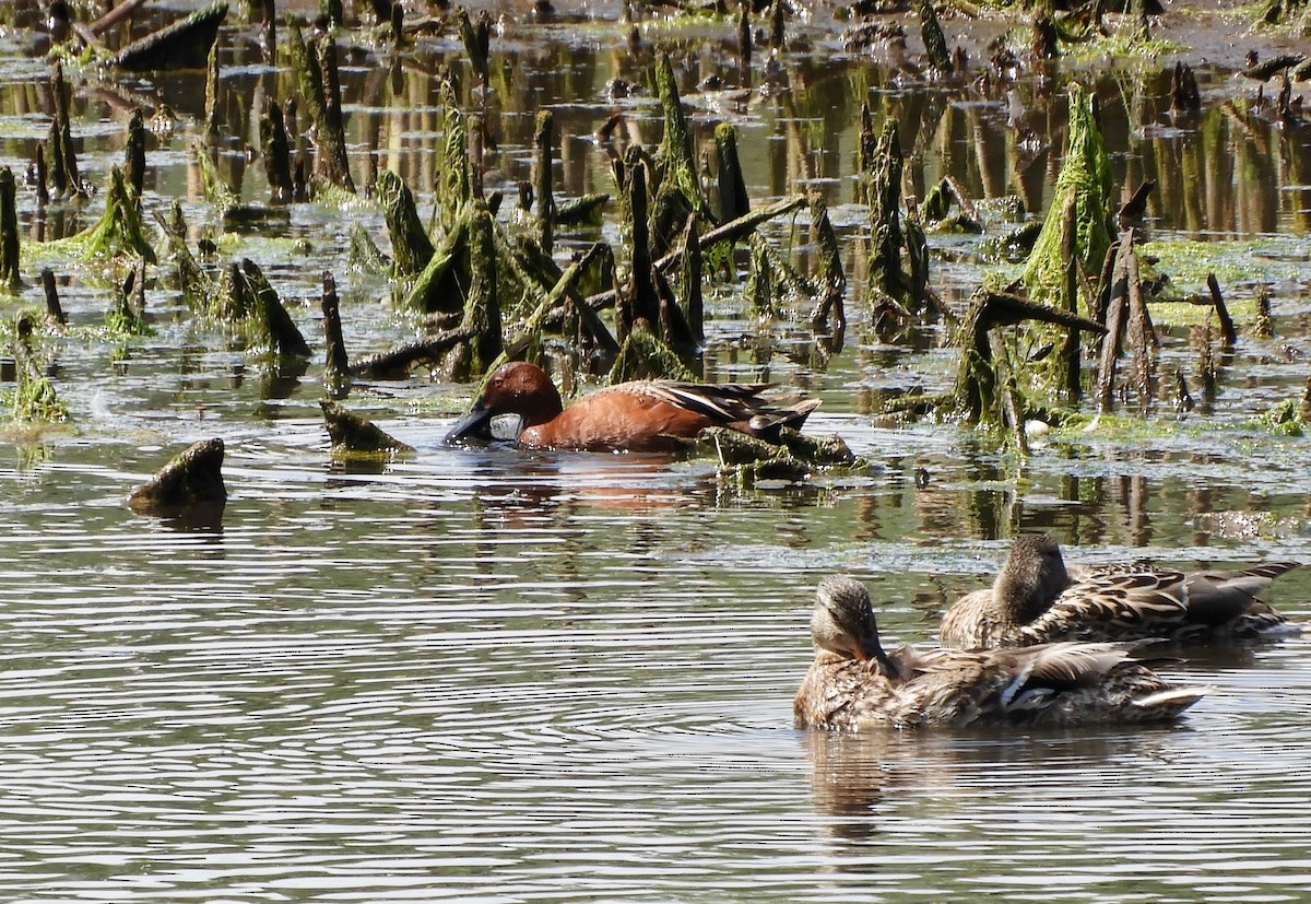 Cinnamon Teal - ML636509449