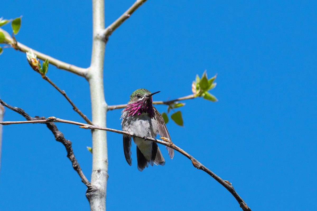 Calliope Hummingbird - ML636509462