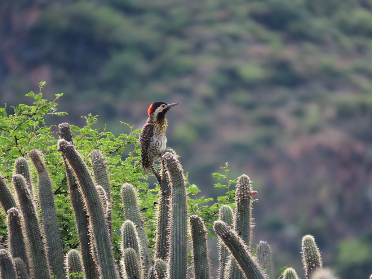Green-barred Woodpecker - ML636509477