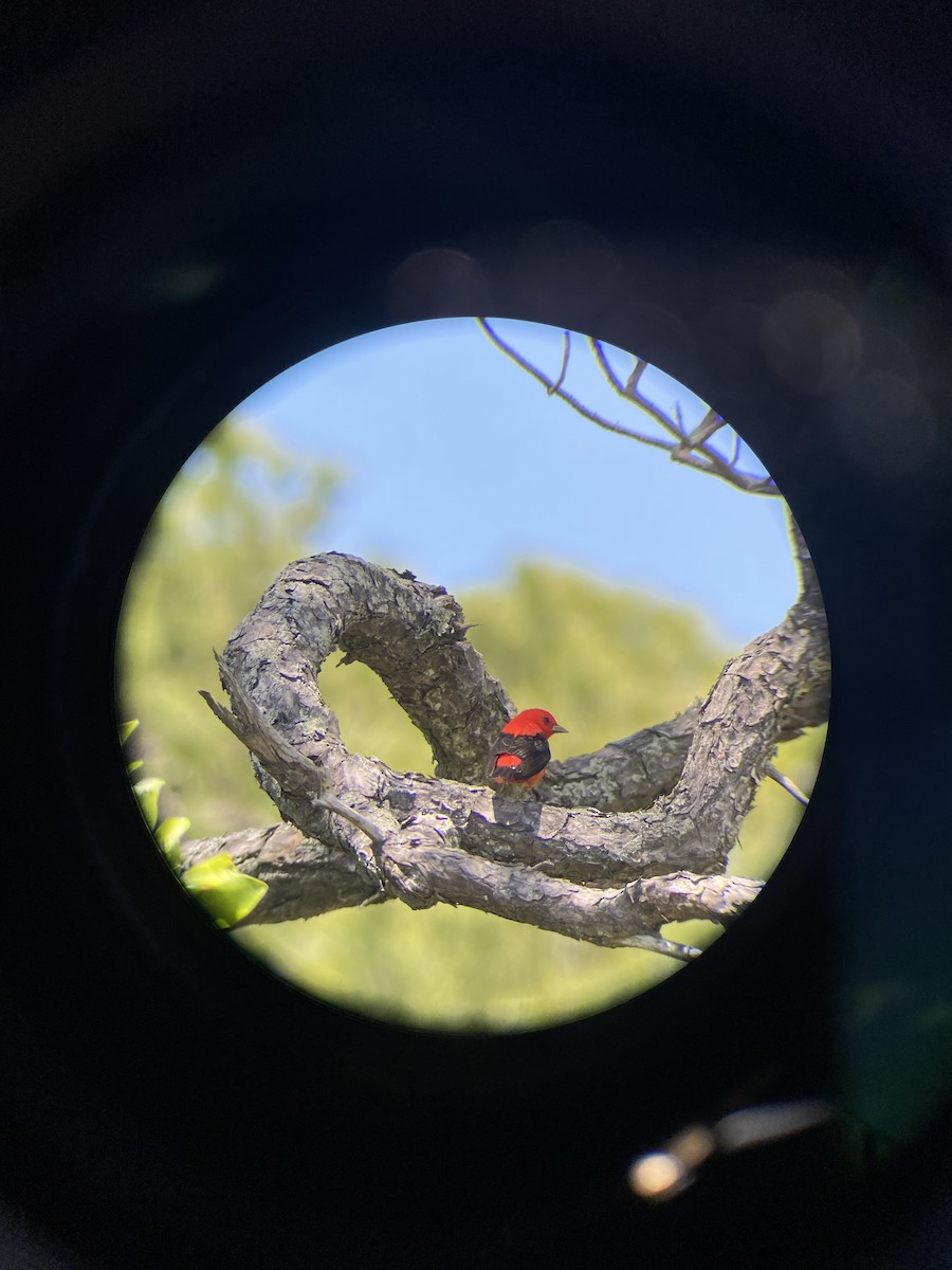 Scarlet Tanager - ML636509501