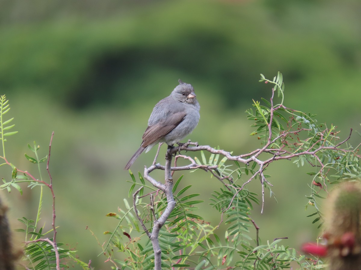 Gray-crested Finch - ML636509505