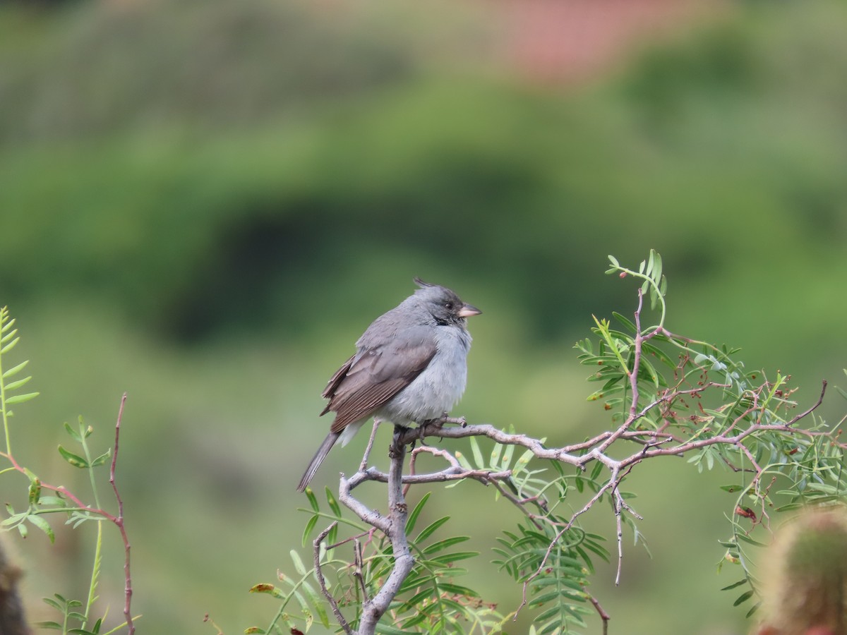 Gray-crested Finch - ML636509506