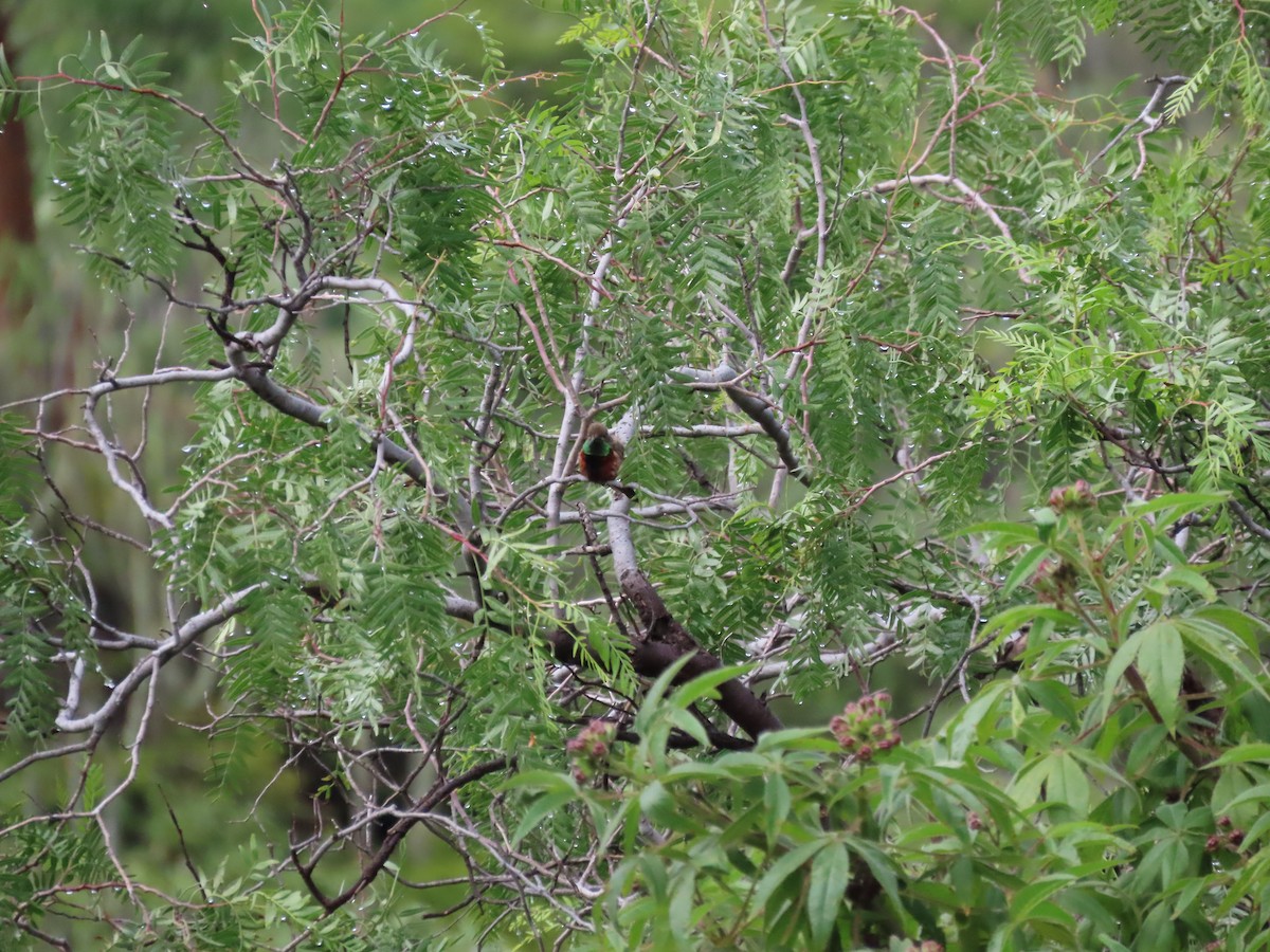 Wedge-tailed Hillstar - ML636509537