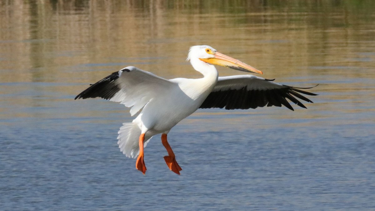 American White Pelican - ML636509558