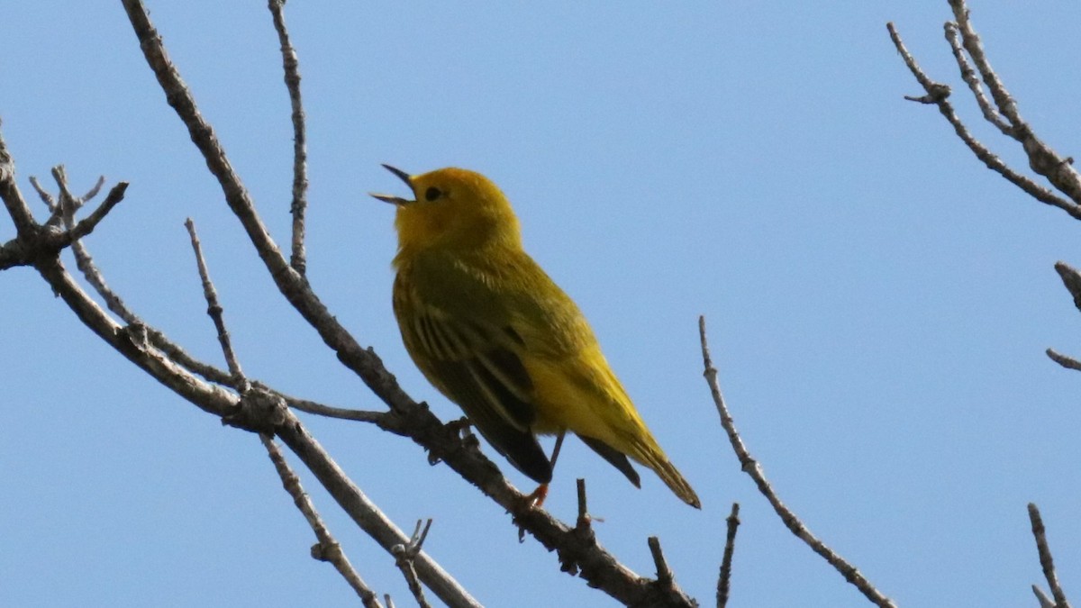 Yellow Warbler (Northern) - ML636509596