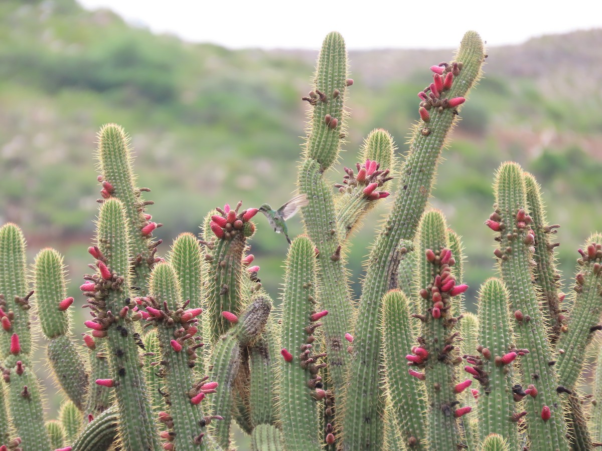 Glittering-bellied Emerald - ML636509616