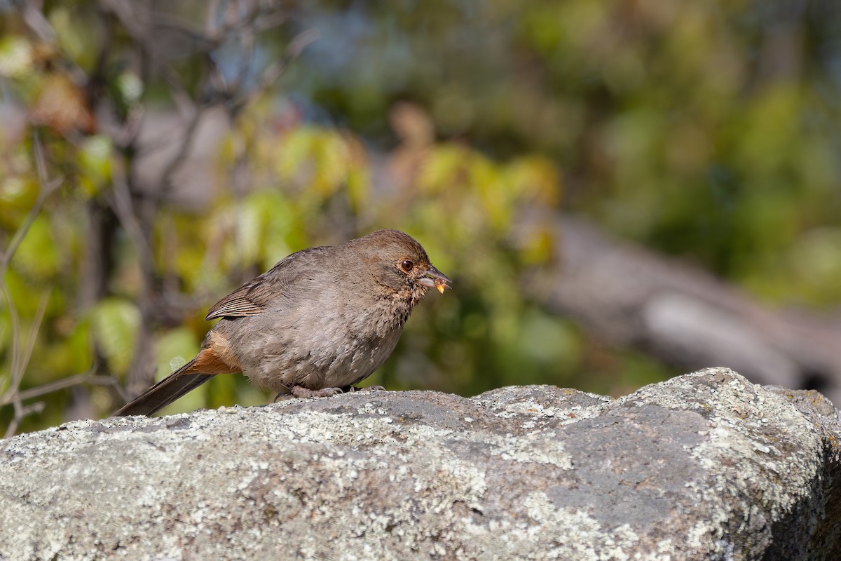 California Towhee - ML636509671