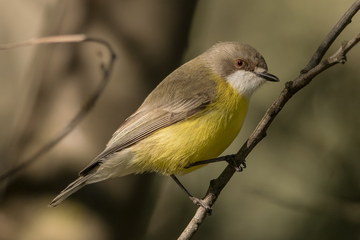 White-throated Gerygone - Adam Fry