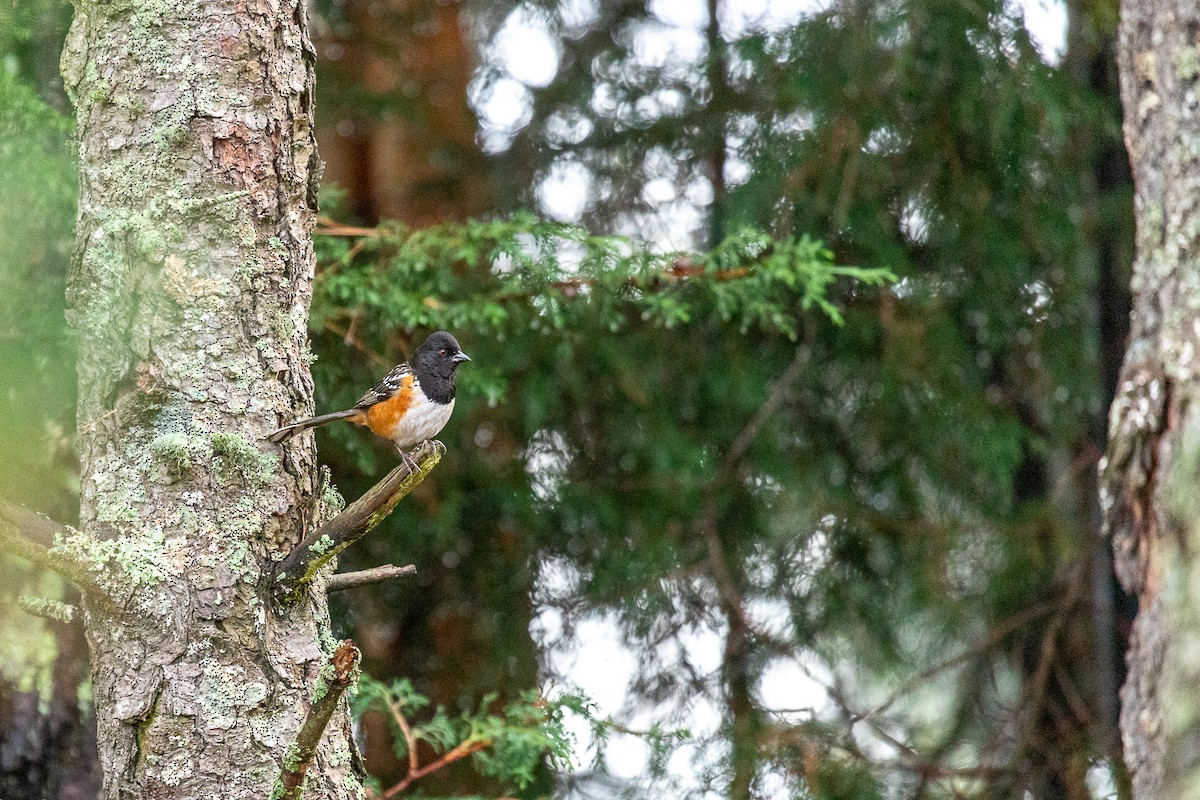 Spotted Towhee - ML636509740