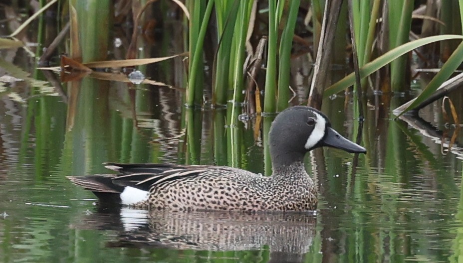 Blue-winged Teal - ML636509748