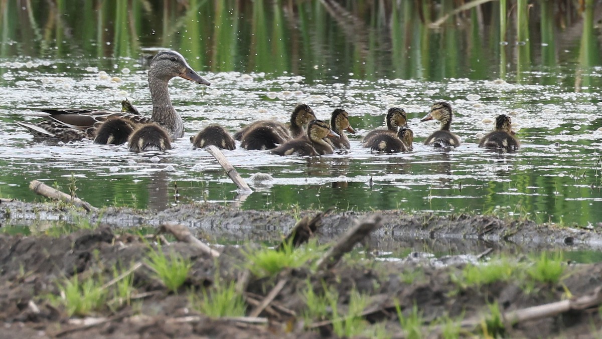Mallard - ML636509789