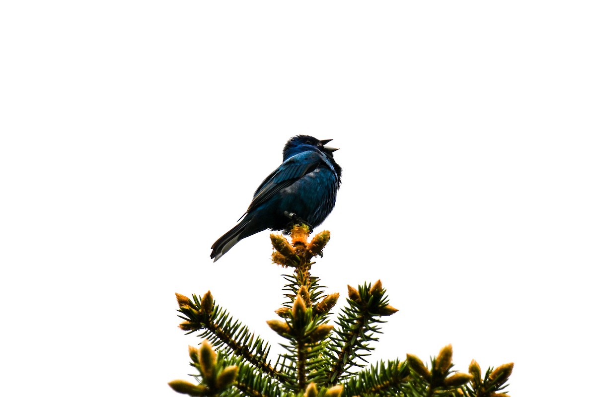 Indigo Bunting - ML636509797