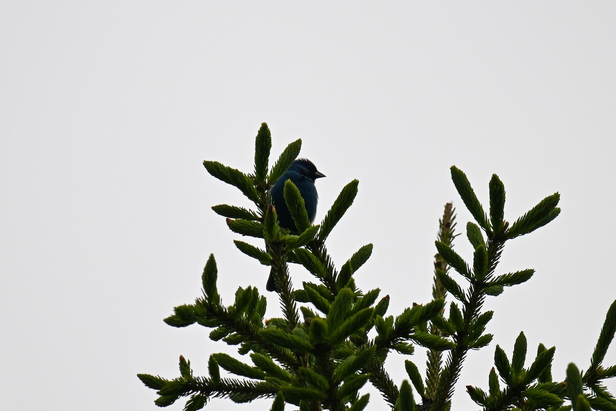 Indigo Bunting - ML636509798
