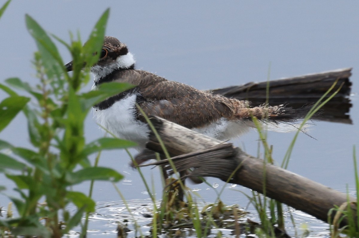 Killdeer - ML636509833