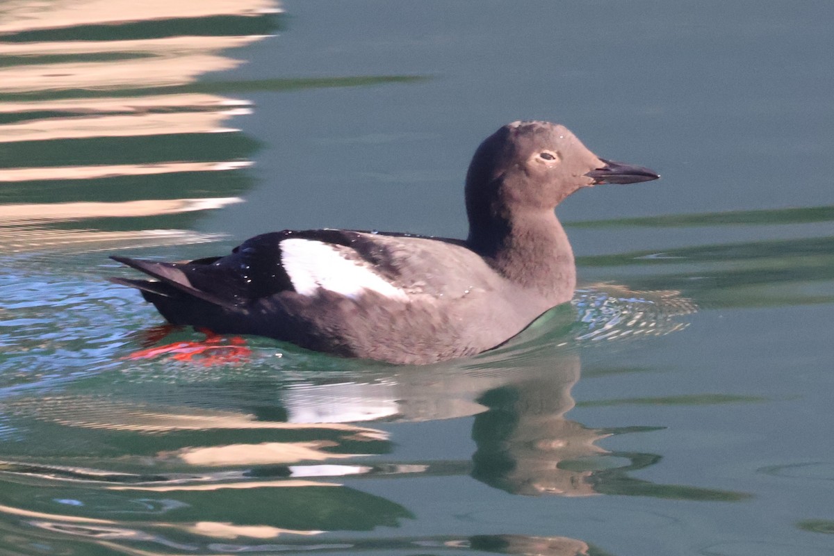 Pigeon Guillemot - ML636509847
