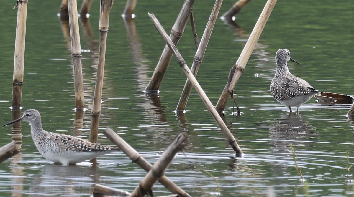 Lesser Yellowlegs - ML636509907