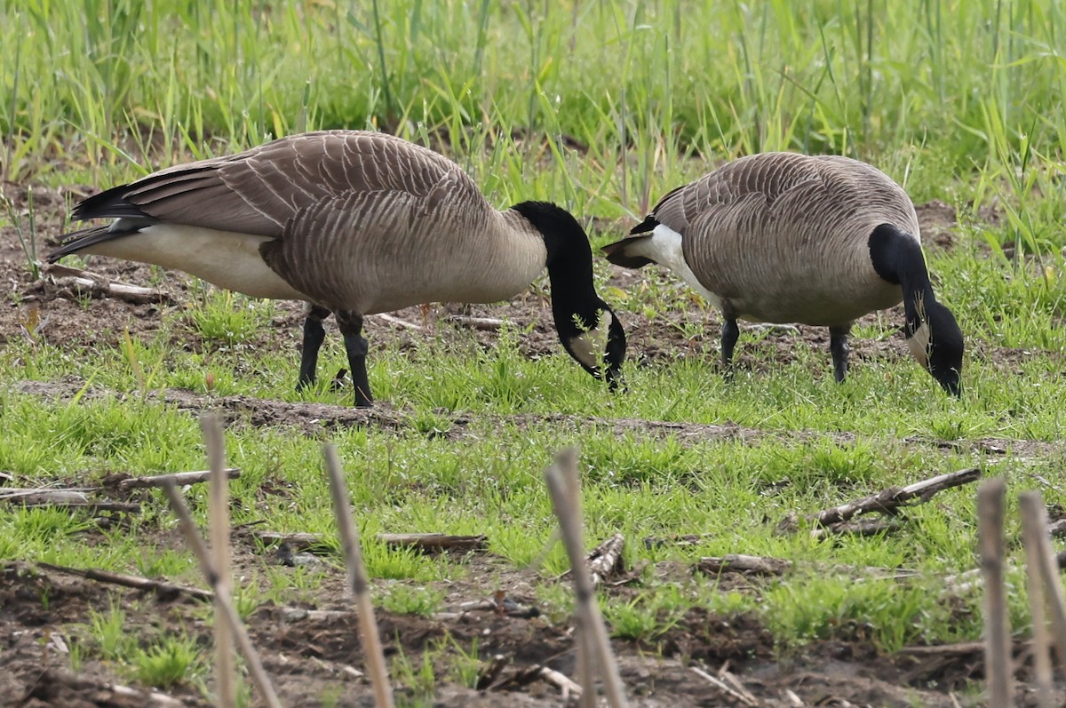 Canada Goose - ML636509930