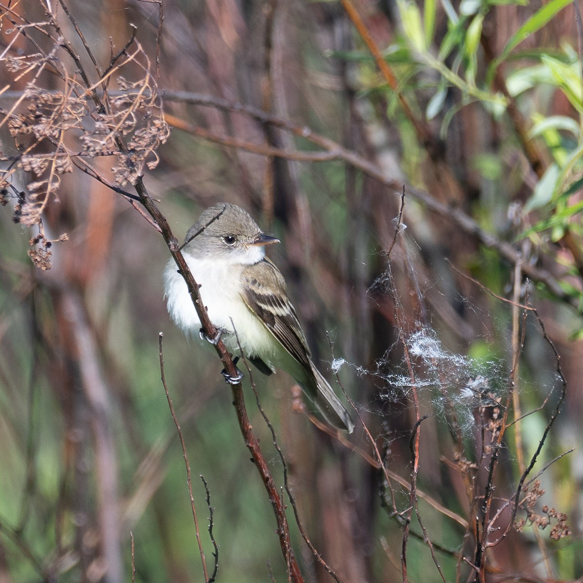 Willow Flycatcher - ML636509957