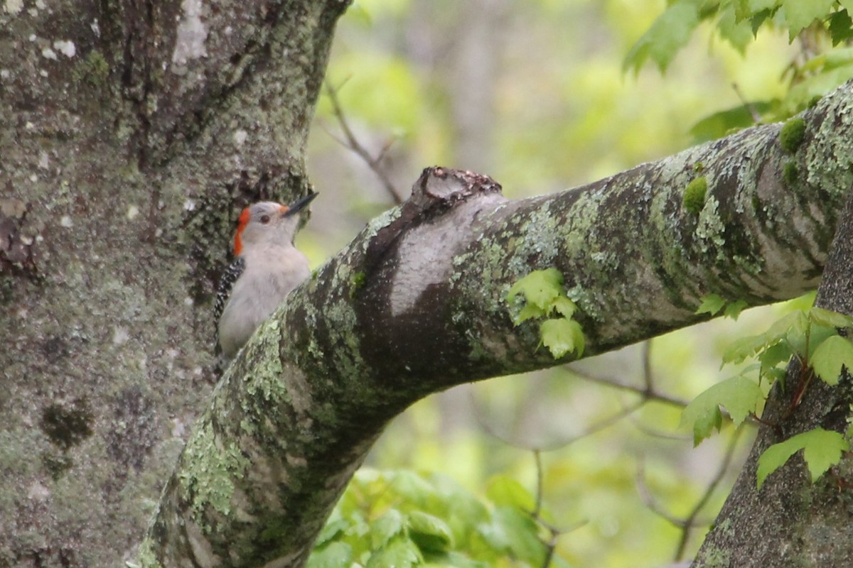 Red-bellied Woodpecker - ML636509993