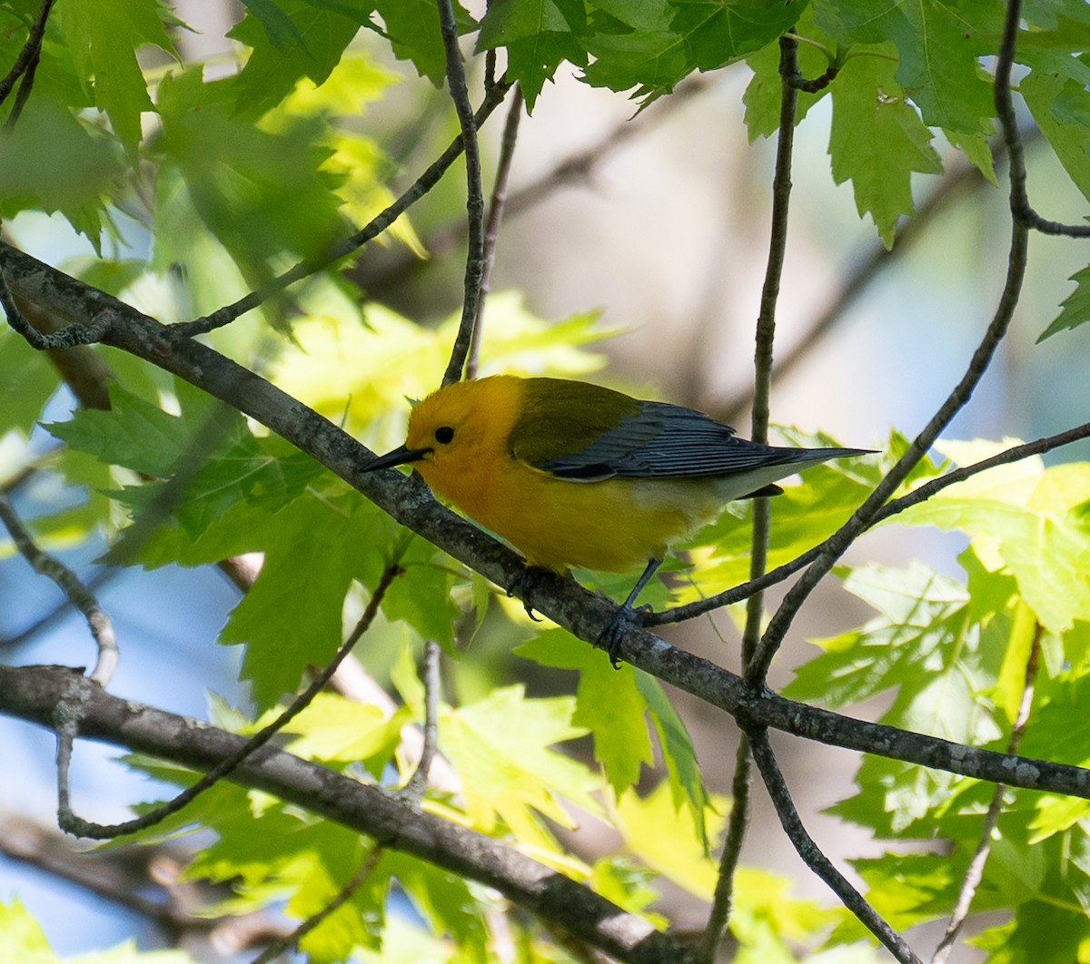 Prothonotary Warbler - ML636509995