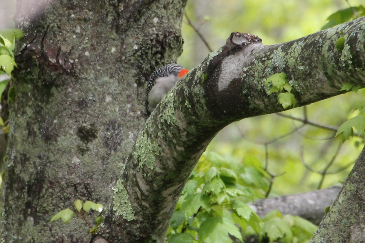 Red-bellied Woodpecker - ML636509997