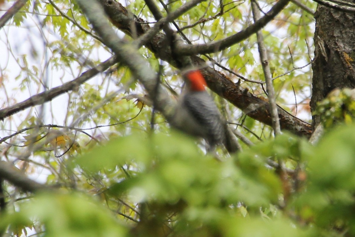 Red-bellied Woodpecker - ML636510001