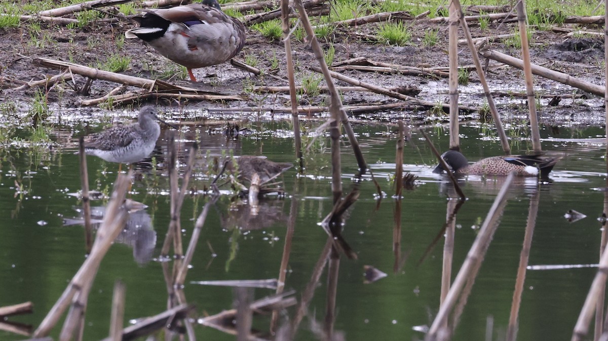 Short-billed Dowitcher - ML636510028