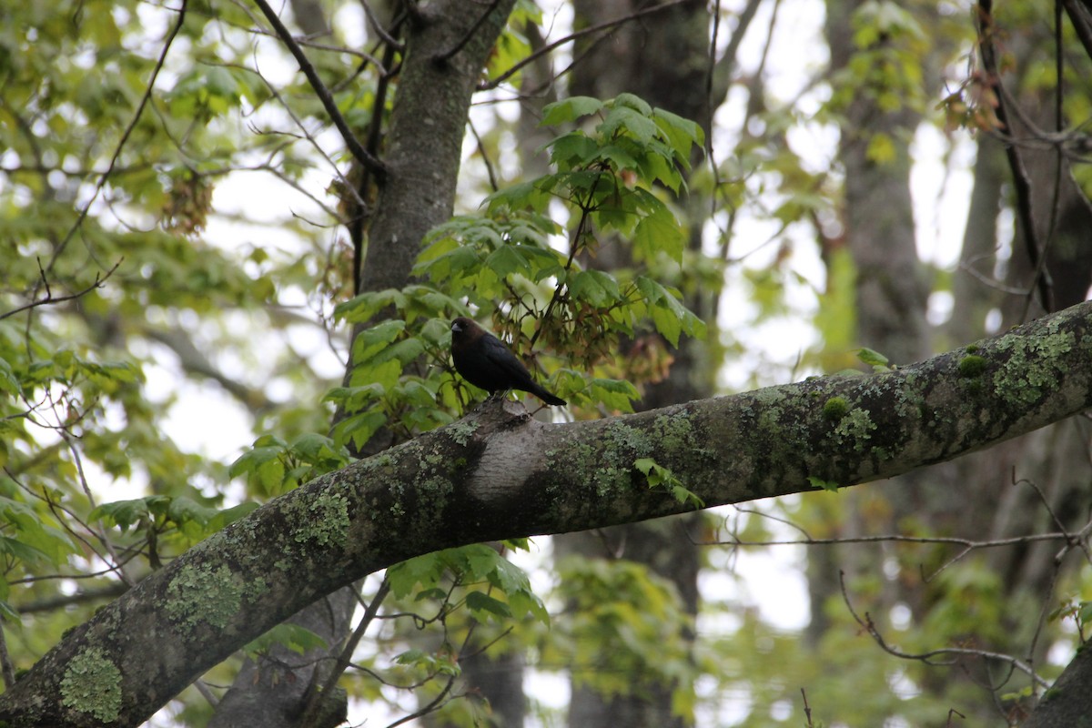 Brown-headed Cowbird - ML636510082