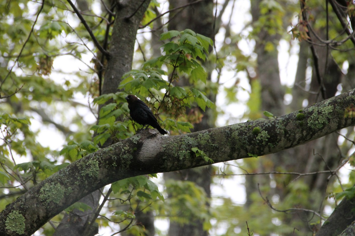 Brown-headed Cowbird - ML636510084