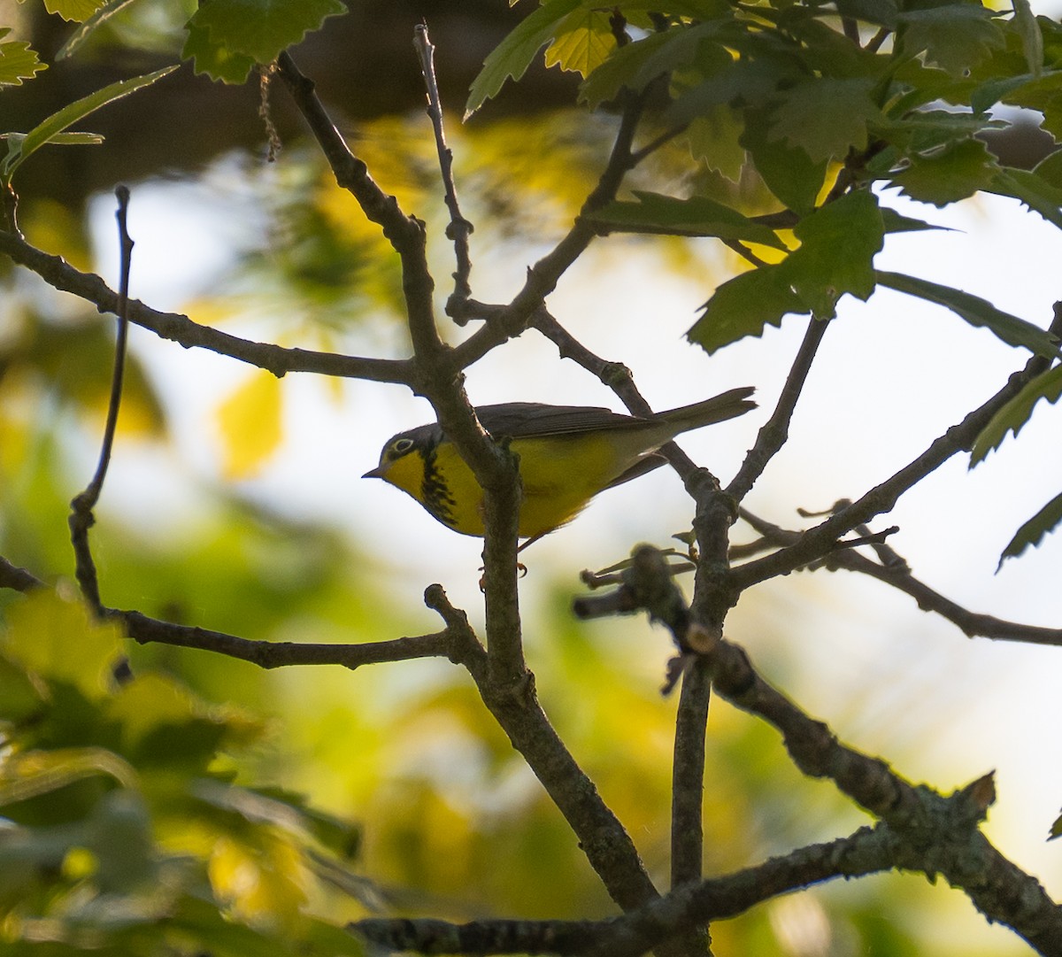 Canada Warbler - ML636510111