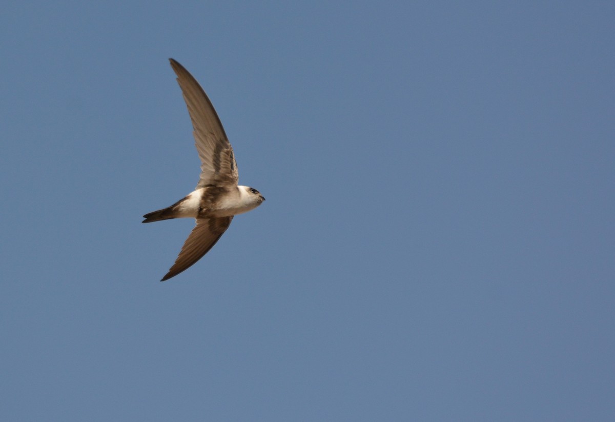 Andean Swift - ML636510125