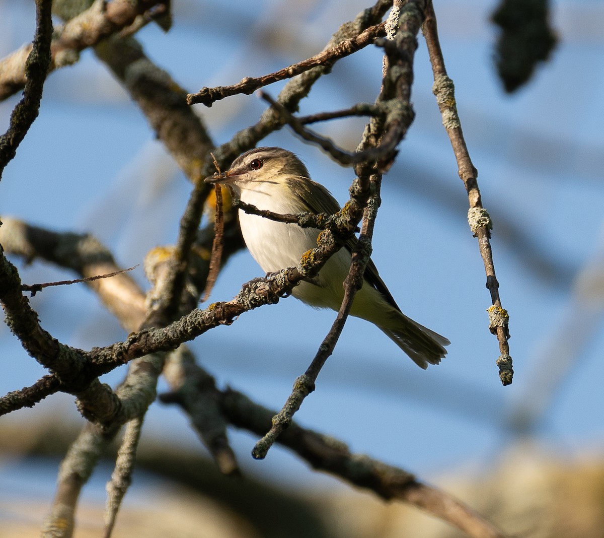 Red-eyed Vireo - ML636510137
