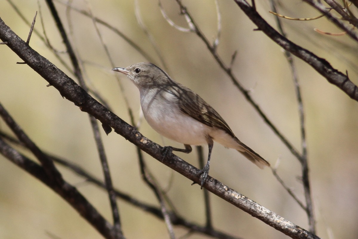 Gray Honeyeater - ML63651031