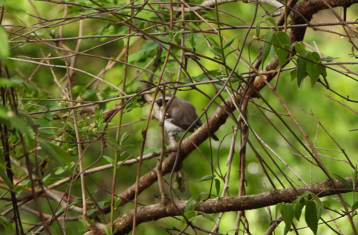 Northern White-fringed Antwren - ML636510335