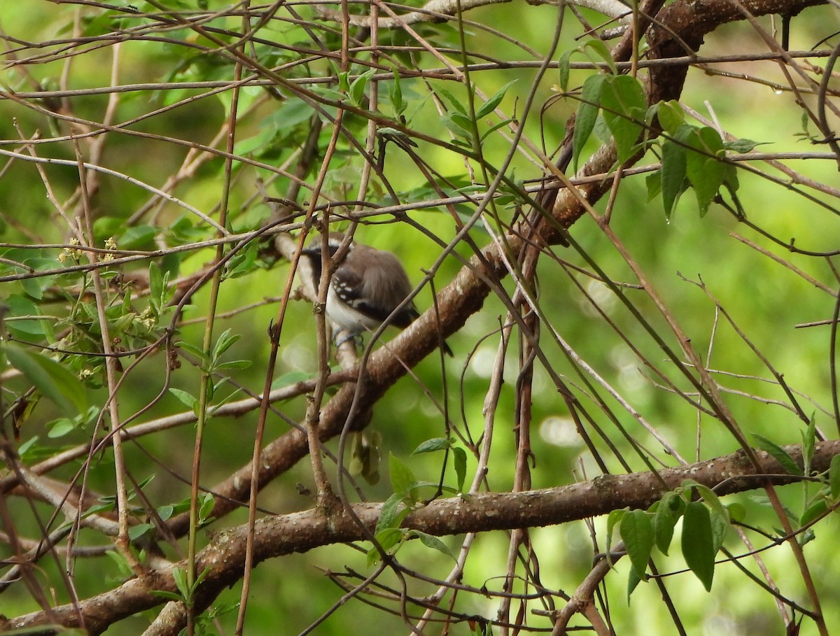 Northern White-fringed Antwren - ML636510336