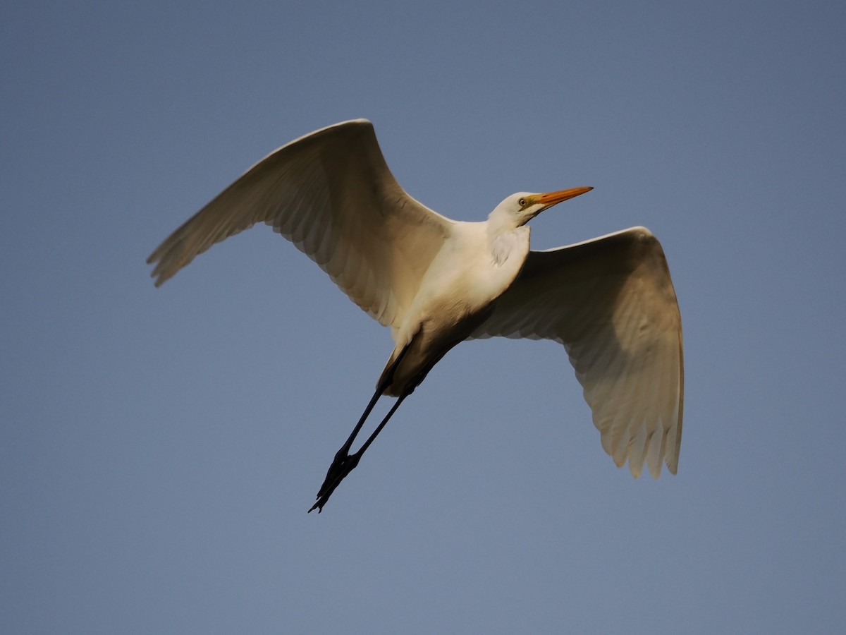 Great Egret - ML636510382