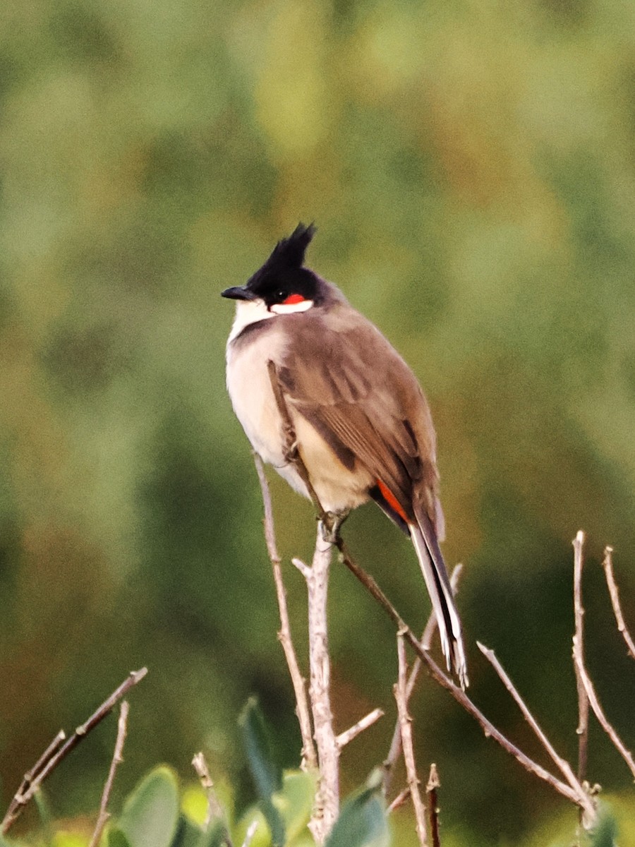 Red-whiskered Bulbul - ML636510406