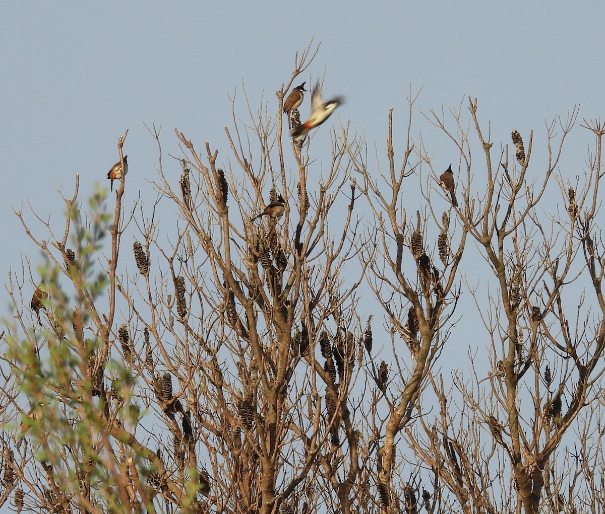Red-whiskered Bulbul - ML636510407