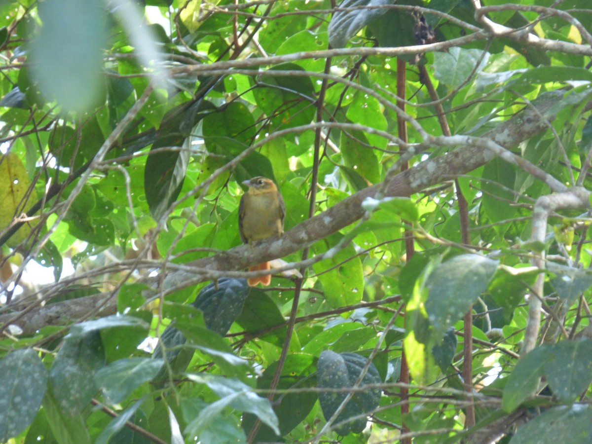 Ochre-throated Foliage-gleaner - ML636510440