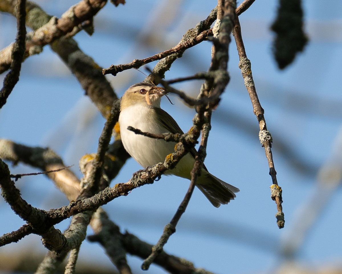 Red-eyed Vireo - ML636510455