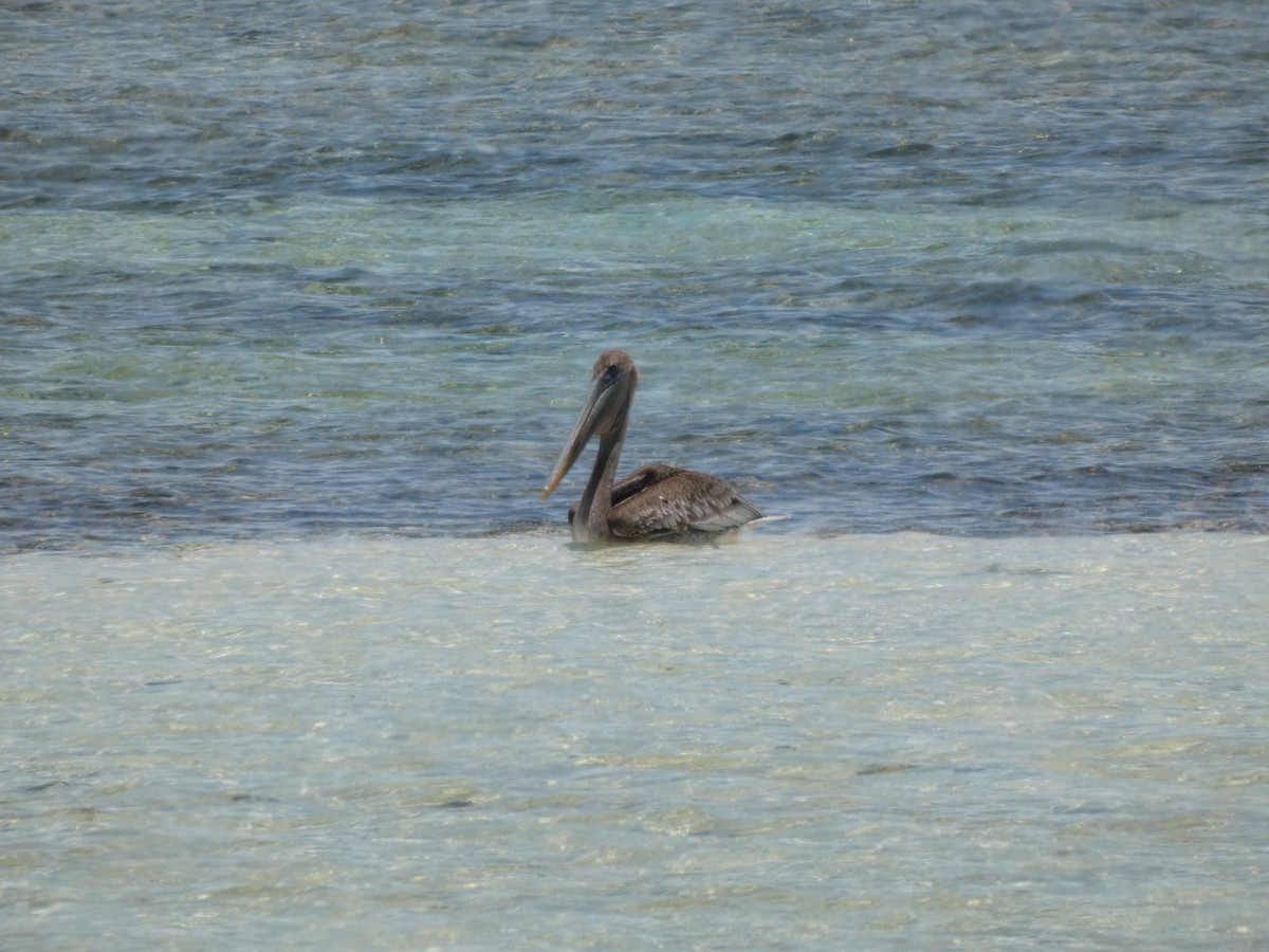Brown Pelican - ML636510496