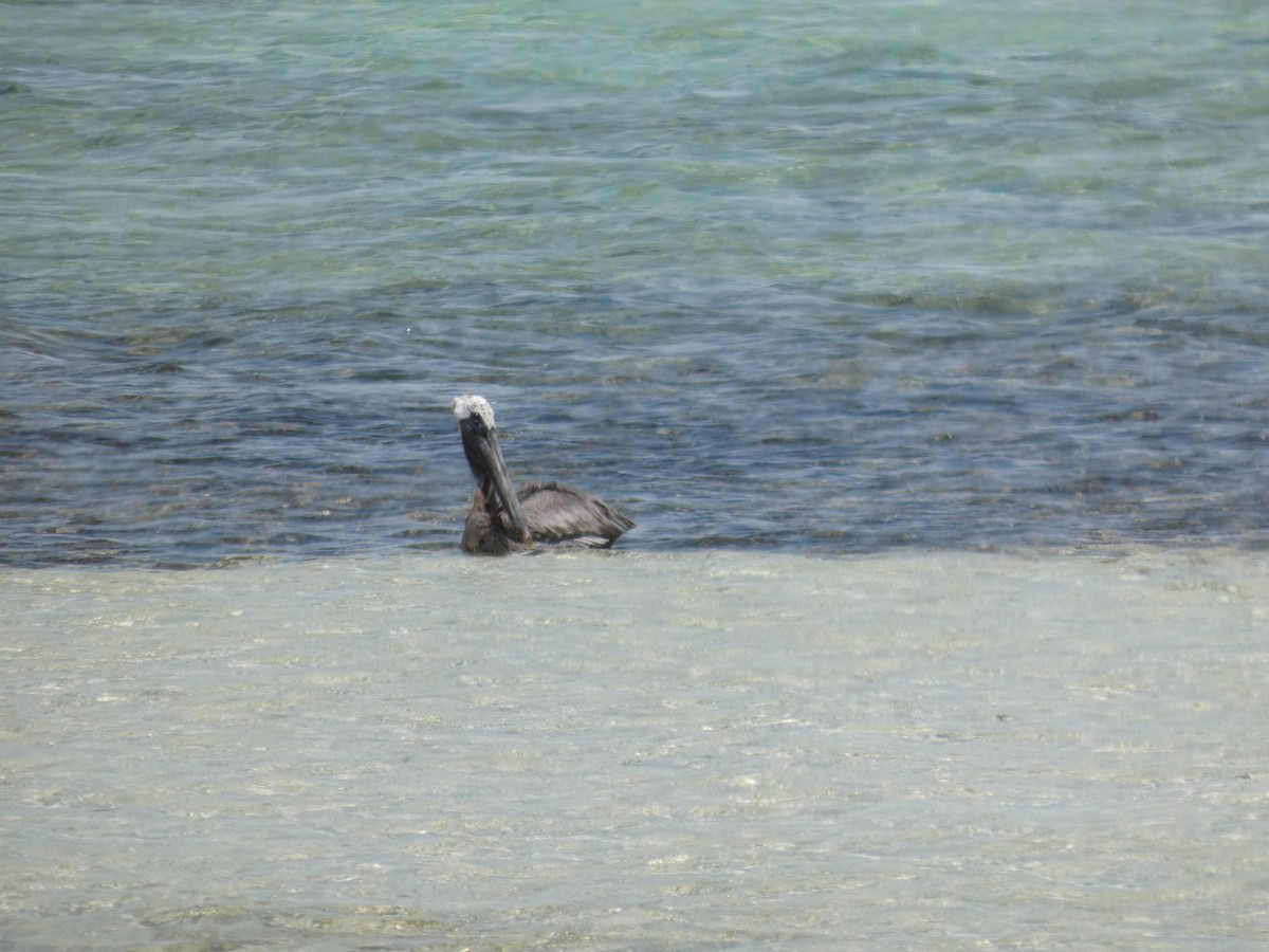 Brown Pelican - ML636510497
