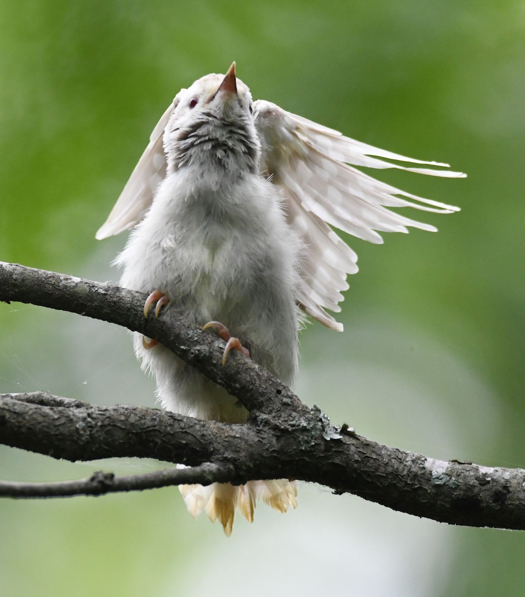 Downy/Hairy Woodpecker - ML636510698