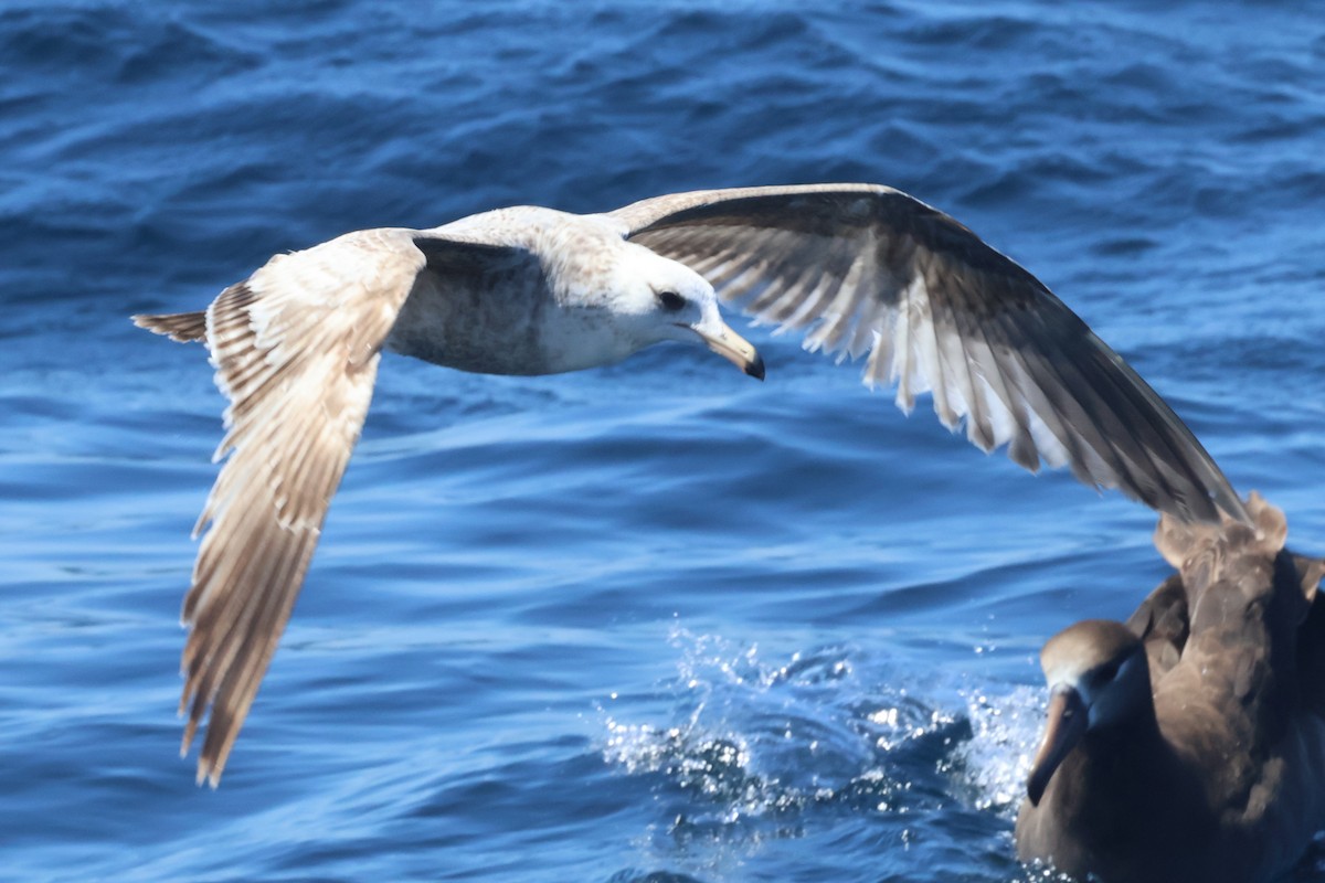 California Gull (albertaensis) - ML636510701