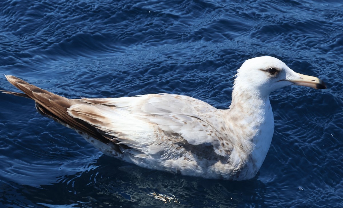 California Gull (albertaensis) - ML636510703