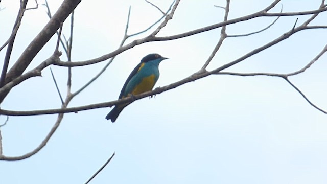 Dacnis bleu - ML636510779
