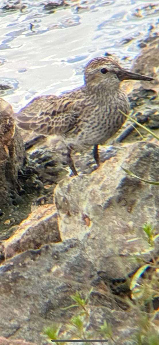 White-rumped Sandpiper - ML636510831