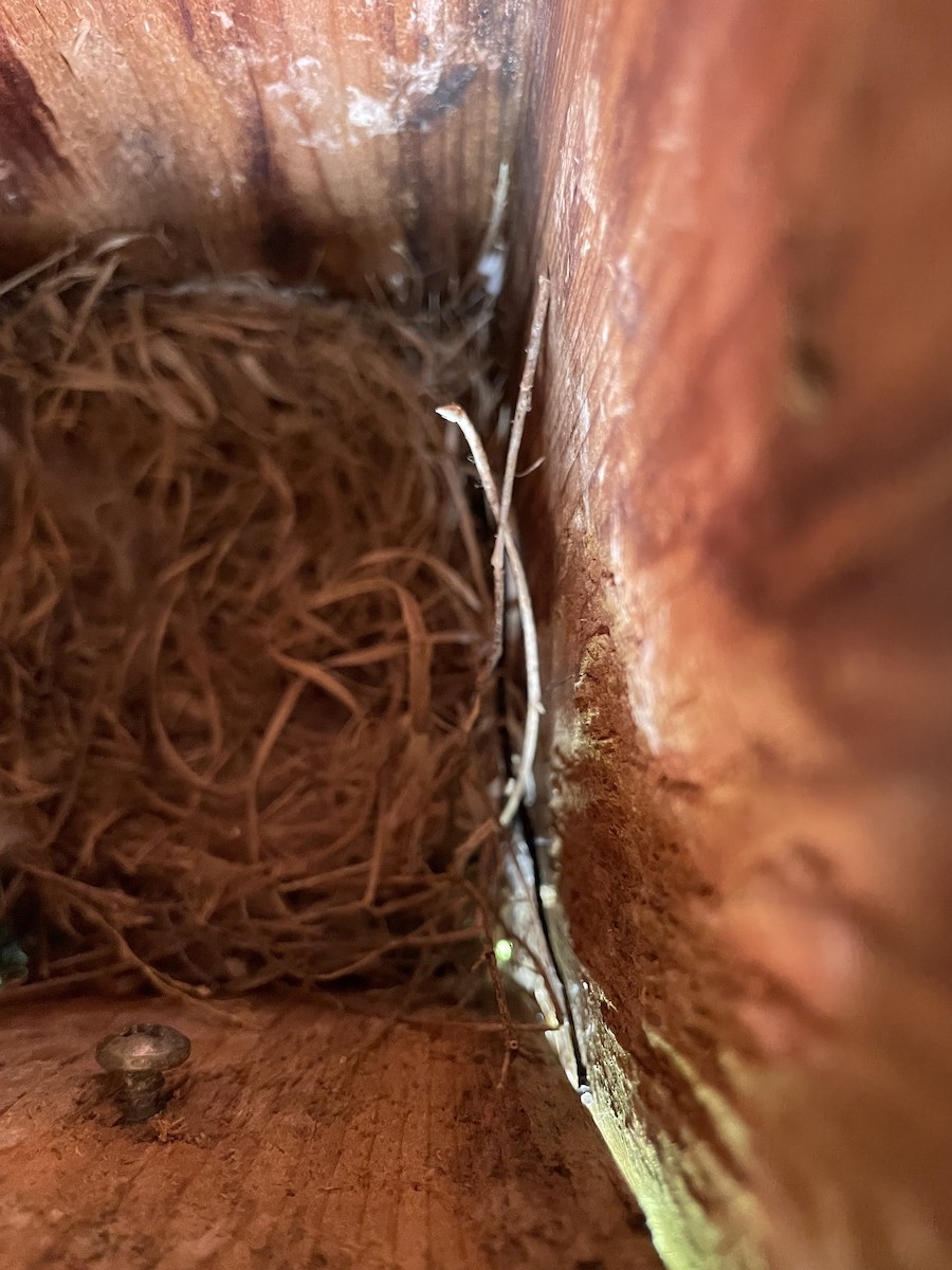 Tree Swallow - ML636510832