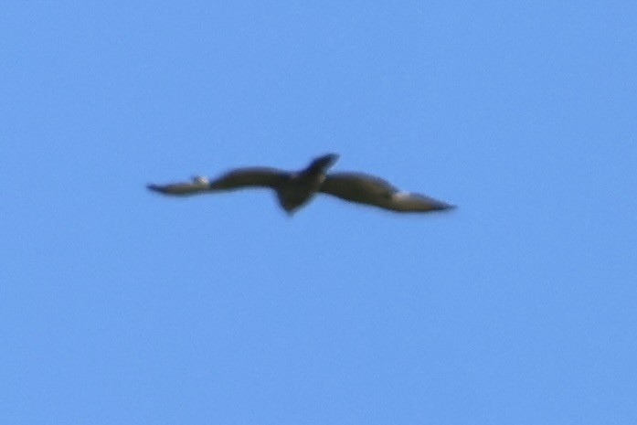 Buteo sp. - ML636510842